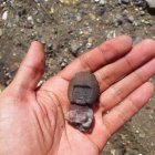 Una pequeña figura encontrada en Valdivia