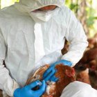 Personal del Ministerio de Salud Pública comienza a vacunar a las aves de corral para evitar contagios.