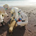 Trabajadores tomando muestras de un lobo marino muerto, en áreas naturales protegidas del litoral de Perú.