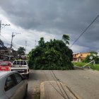 El tráfico se volvió lento debido a la obstaculización del árbol