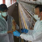 El proceso de vacunación inició en una granja de Puellaro.