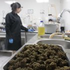 Proceso. El cannabis es filtrado a través de varios procesos para extraer el CBD, lo que toma alrededor de dos semanas.