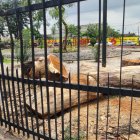 Algunos ciudadanos se detienen para mirar con decepción los troncos en el piso del parque.