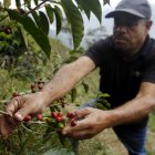 Walter Enrique Patiño, propietario de la finca "Nuevo Cielo", trabaja con sus plantas de café, el 16 de febrero de 2023, en Bello (Colombia).