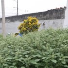 Molestias. La gran cantidad de monte ha atraido una horda de mosquitos en la zona.