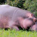 Referencia. La norma ecuatoriana prohibe la importación de animales exóticos al país.