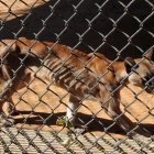 Espera. Este animalito todavía deberá permanecer en observación por las complicaciones que presenta