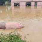 Los animales de corral también resultaron afectados por la inundación.