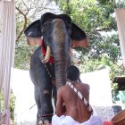 El elefante robótico fue llamado Irinjadappilly Raman