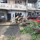 Agente técnicos se acercaron al lugar para retirar el tronco caído