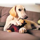 Tomar en cuenta. Cuando dos machos se cruzan en la calle y uno se monta en el lomo del otro, el mensaje que envía es: yo soy el líder.