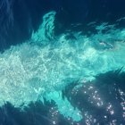 Fotos tomadas tomadas por la tripulación de la embarcación Vértigo II.