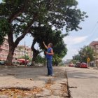 Los moradores advertían el peligro de los enormes árboles