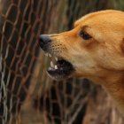 Los ataques de perros callejeros preocupan a las autoridades de la India.