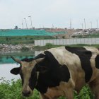 Basural. Una masa de residuos se extiende junto al relleno sanitario de Durán, cerca de la vía Durán-Tambo.