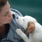 La comunicación animal se denomina zoosemiótica