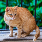 Este animal es incapaz de detectar el sabor dulce de los animales.