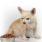 Consulte con el veterinario si su perro no quiere comer