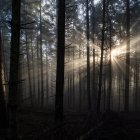 Los bosques están despareciendo producto de varios factores como los incendios forestales.