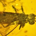 La chinche de ojos más antigua del mundo.