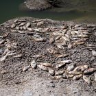 Menindee (Australia), 18/03/2023.- Thousands of dead fish have washed up in a series of mass kills caused by floods and hot weather at the main weir at the Menindee lakes, in outback NSW, Australia, 19 March 2023. Enormous clusters of dead fish have been found at Menindee"s main weir on the Darling-Baaka River, the latest in a string of mass kills."People north of Menindee say there"s cod and perch floating down the river everywhere". (Inundaciones, Estados Unidos) EFE/EPA/SAMARA ANDERSON AUSTRALIA AND NEW ZEALAND OUT