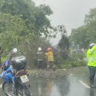 Suceso. El árbol caído complicó el tránsito por unos minutos.