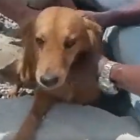 El perrito fue rescatado de entre los escombros