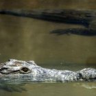 Conservación. La pareja de cocodrilos llegó al zoológico de Quito.