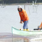 Los productores de camarón