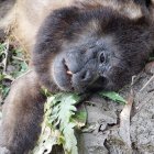 Alarma por animales muertos en Bosque Pacoche