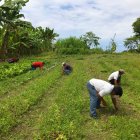 Campo.- Personas trabajando en la agricultura.