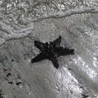 El daño medioambiental podría afectar a decenas de especies endémicas.