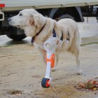 La perra Dana usando una prótesis creada por los uruguayos Valentina Baglini e Ismael Acosta, en Montevideo (Uruguay).