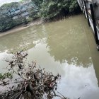 Fundas y tarrinas se observan colgando de los ramales del Salado.