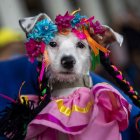 Una perra disfrazada en la iglesia Santa María Magdalena, durante la celebración de las festividades en honor a San Lázaro, en Masaya (Nicaragua).