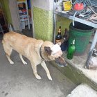 El perro quedó al cuidado de los vecinos del sector.