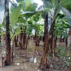 Inundación. La Federación de Bananeros de Los Ríos hizo un recorrido por las haciendas afectadas por la lluvia.
