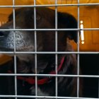 Tras la visita de la Unidad de Bienestar Animal, el animalito fue llevado a uno de los centros de acogida del Municipio