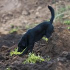 Jacob, el perro que ayuda a buscar a su familia tras un alud de tierra, recorre las casas sepultadas hoy en Alausí (Ecuador).