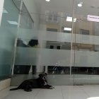 Hay recomendaciones y apuntan a que reciba estímulos: auditivos, visuales y táctiles.