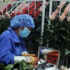 Un empresario del sector florícola aseguró que pondrá en pausa inversiones previstas.