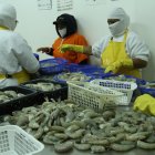 Venta. Los camarones son parte de los productos que van a Corea del Sur.