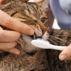 La limpieza dental le da una mejor calidad de vida al felino y puede prevenir dolorosas complicaciones dentales, como la gingivitis.