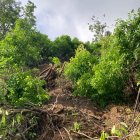 Situación. Las raíces de los árboles cuelgan donde antes era el sendero.