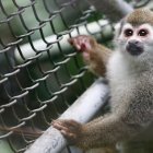 Cali. Estuvieron durante años en el Centro de Investigación Caucaseco y la Fundación Centro de Primates.