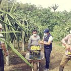 Provincias de la Costa y el Oriente ecuatoriano son los principales productores de pitahaya.