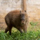Naturaleza. El zoo invita a reflexionar sobre la conservación.