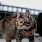 Evitar. Los collares pueden poner presión en la tráquea, la médula espinal, los discos vertebrales, el esófago, etc., y deben ser evitados.