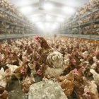 Vista de gallinas en una granja avícola.