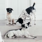 Tener en cuenta. Si el perro en el que estás interesado no ha sido socializado apropiadamente, podría ser mejor buscar otro que ya tenga habilidades sociales.